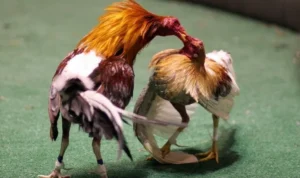 Đá Gà WS168 Tại SM66